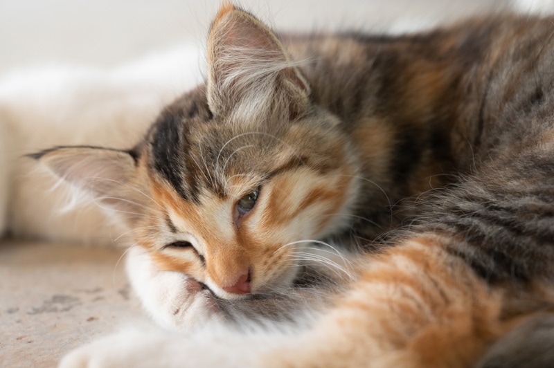 Can Incense Harm My Cat