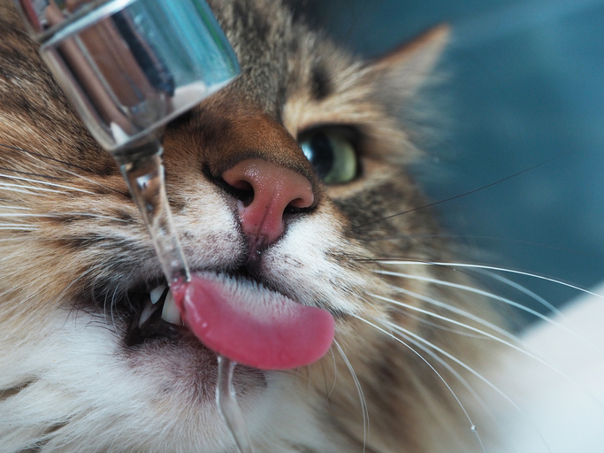 Cat Drinking a Lot of Water and Meowing