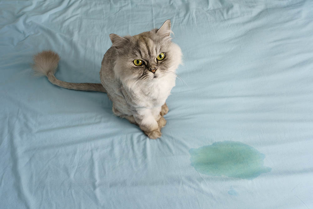 Cat Pee Smell Out of Bedding