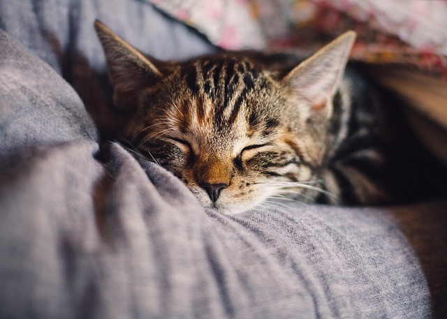 Cat Sleeping Face Down