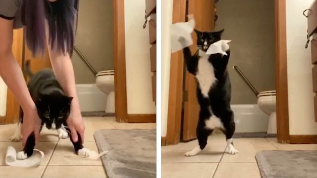 Cat That Sticks Like Tape