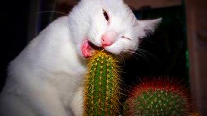 Cats That Act Silly