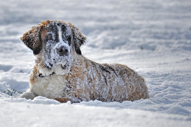 Change in Dogs