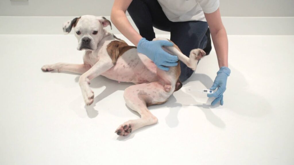 Check a Dog’s Temperature