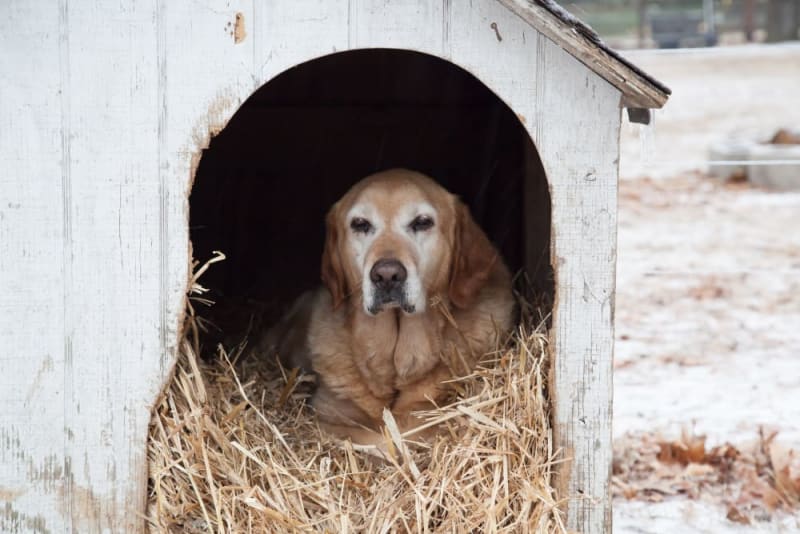 Dog Houses Keep Dogs Warm