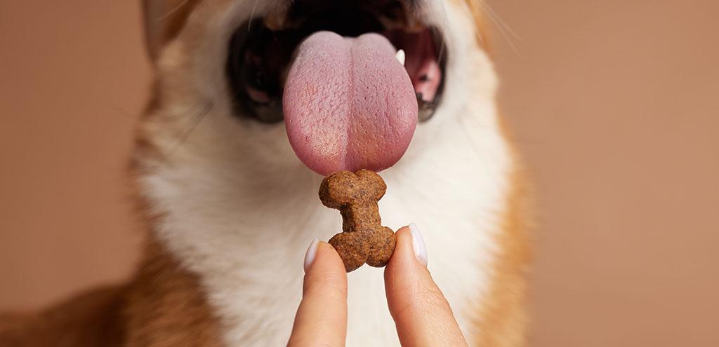 Dogs and Their Sense of Taste