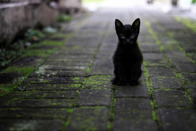 Famous Black Cats