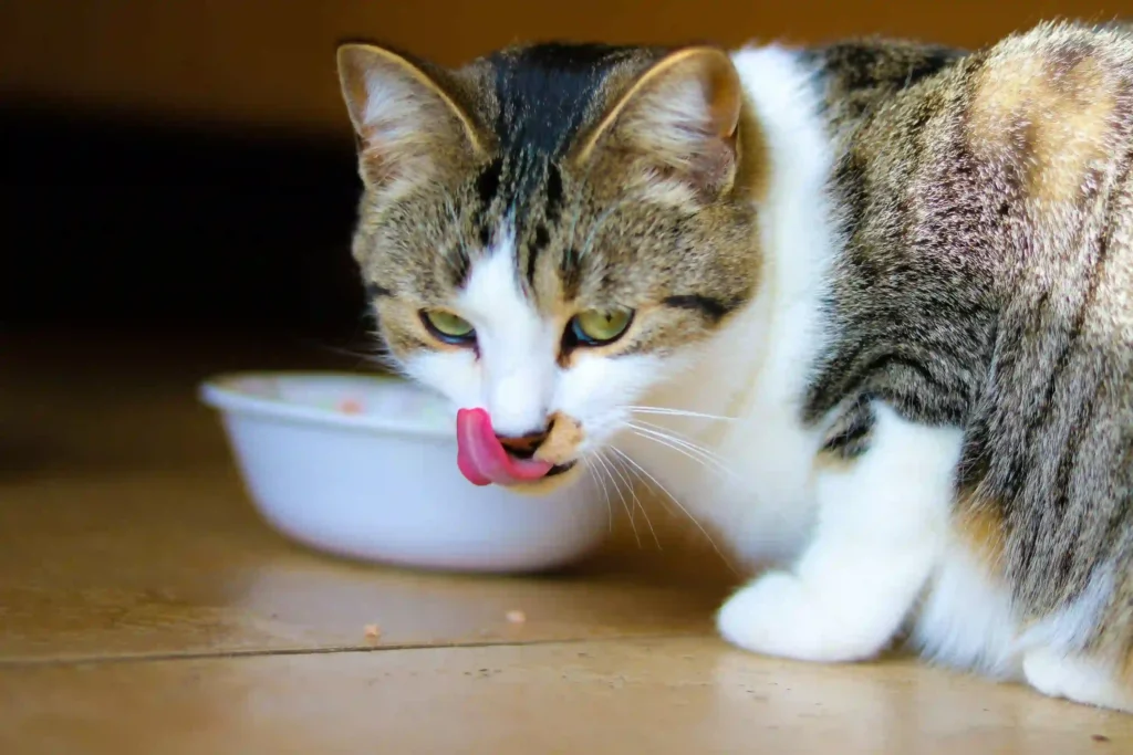 Homemade Cat Food Recipes