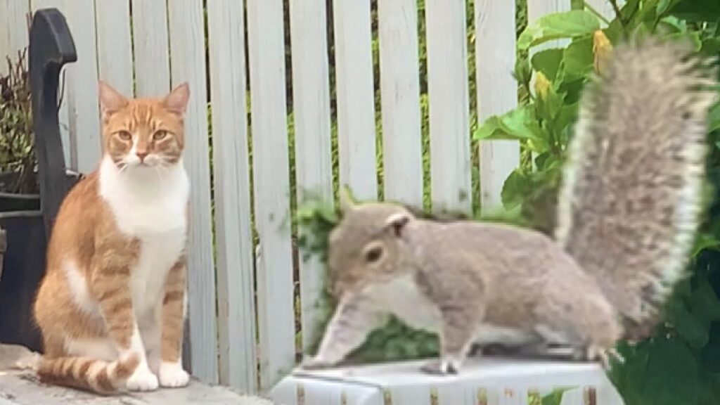 House Cats Cross Paths With Squirrels