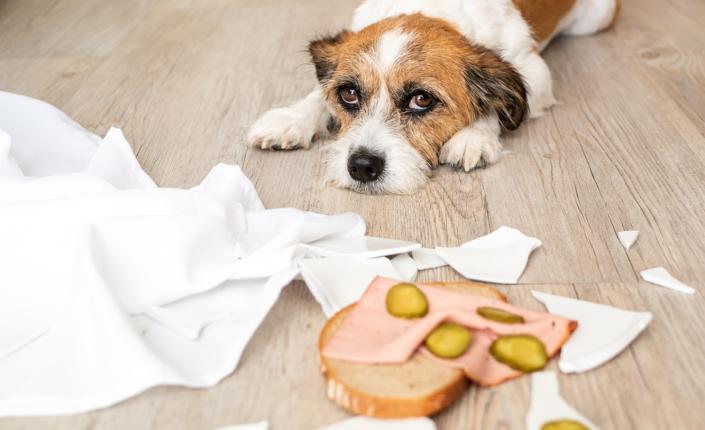Is Lunch Meat Good for Dogs