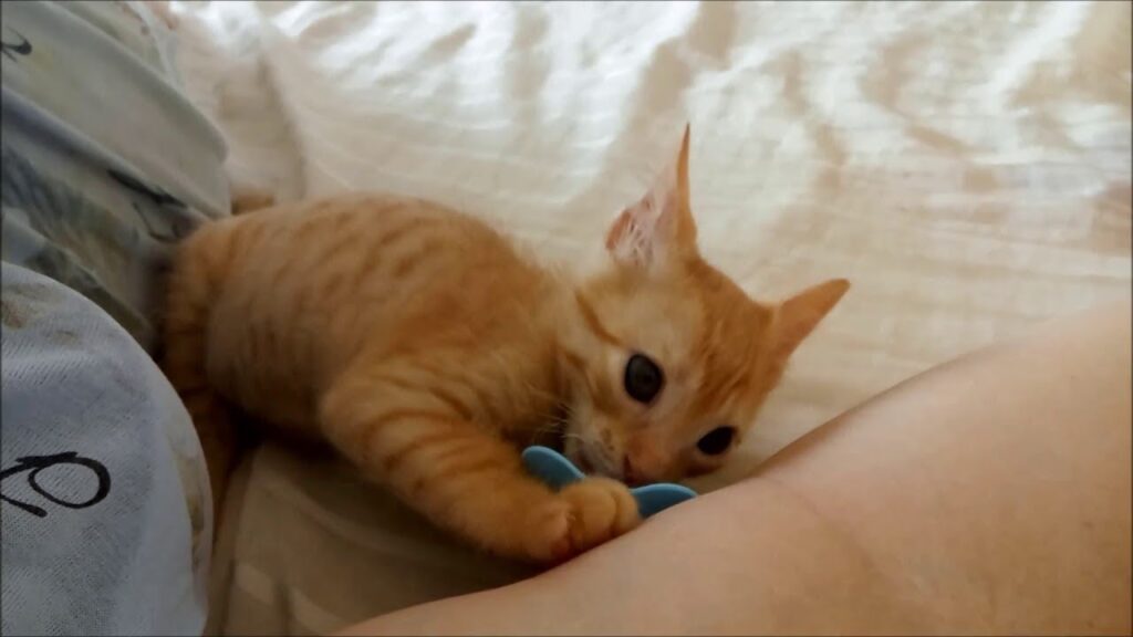 Kitten Pacifier