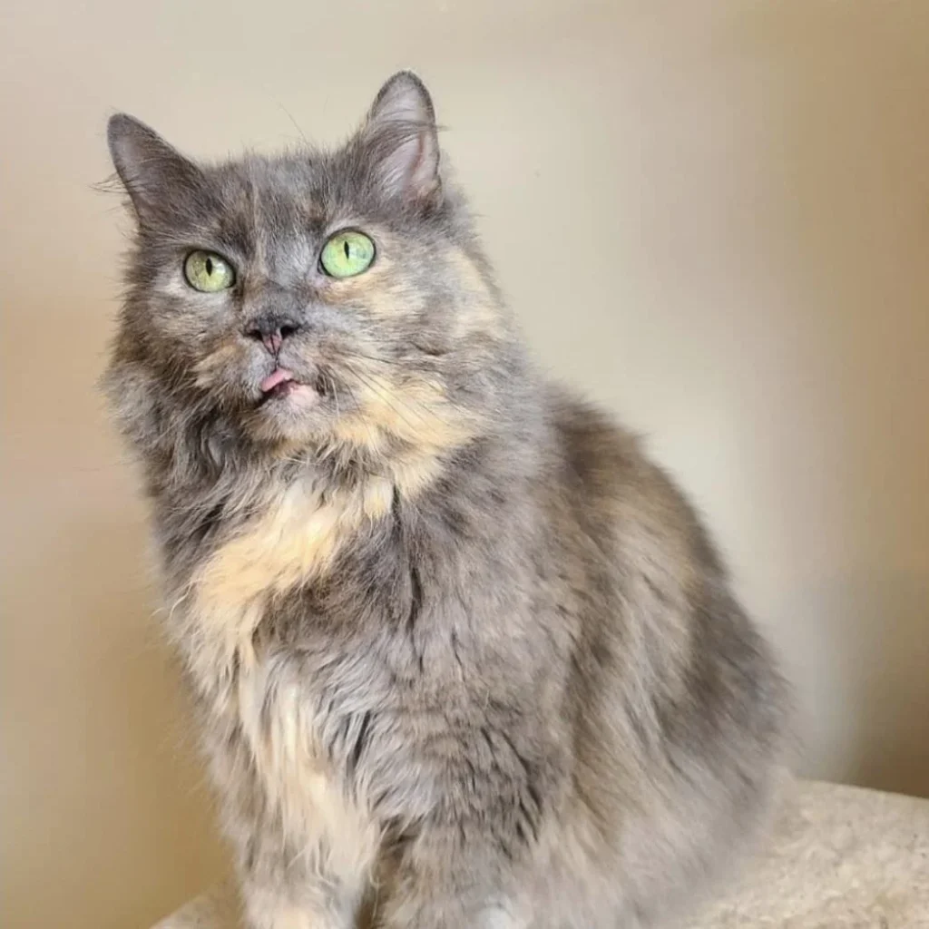 Lilac Tortoiseshell Cats