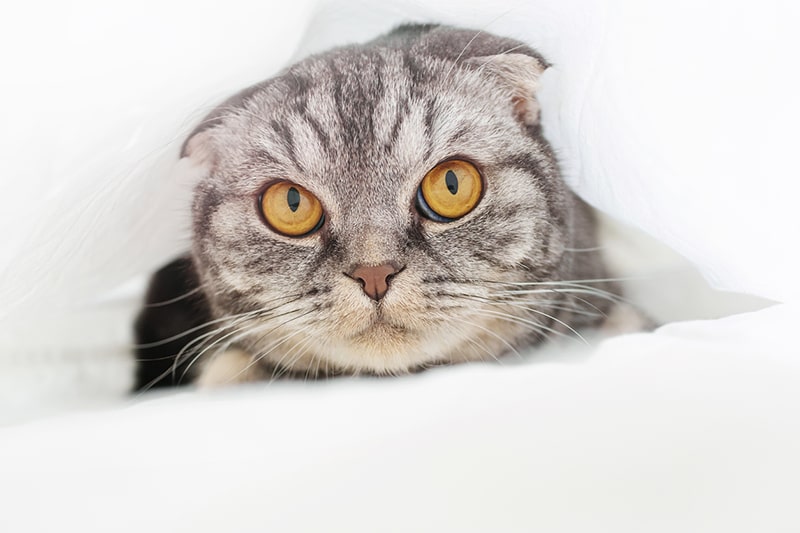 Living Around Scottish Fold Cats