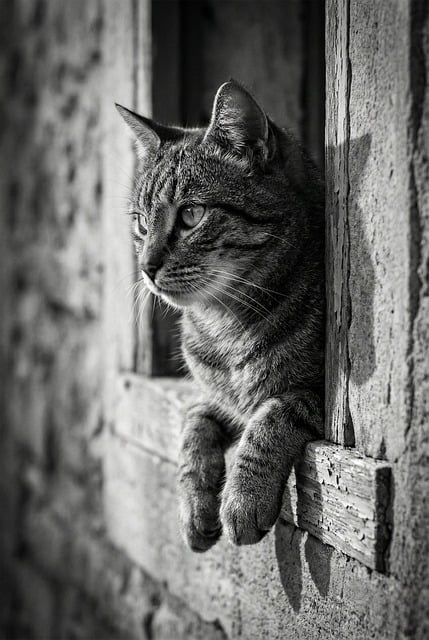 Living With a Grey Tabby Cat