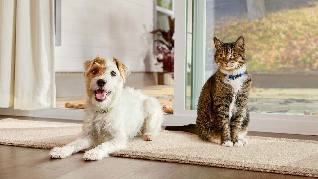 Lysol Kill Fleas