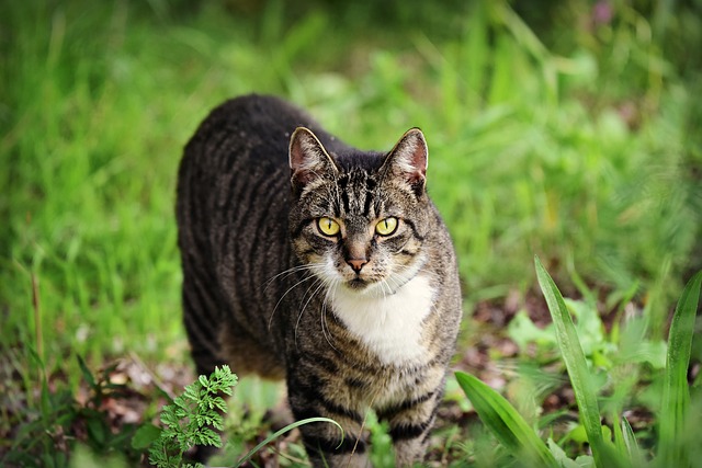 Mackerel Tabby Cat Patterns
