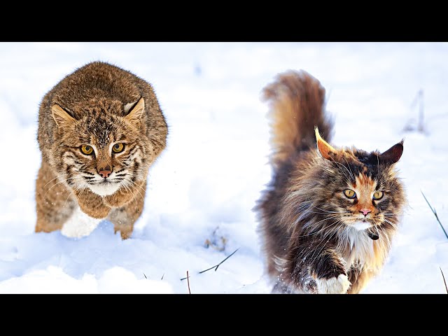 Maine Coon vs Bobcat
