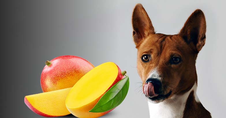 Panic When a Dog Eats Mango