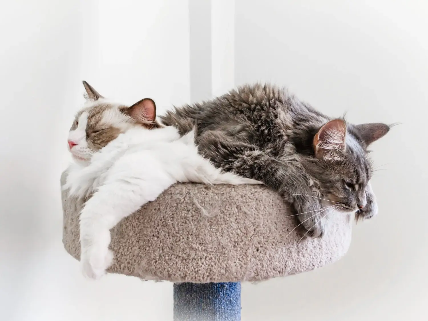 Ragdoll vs Maine Coon