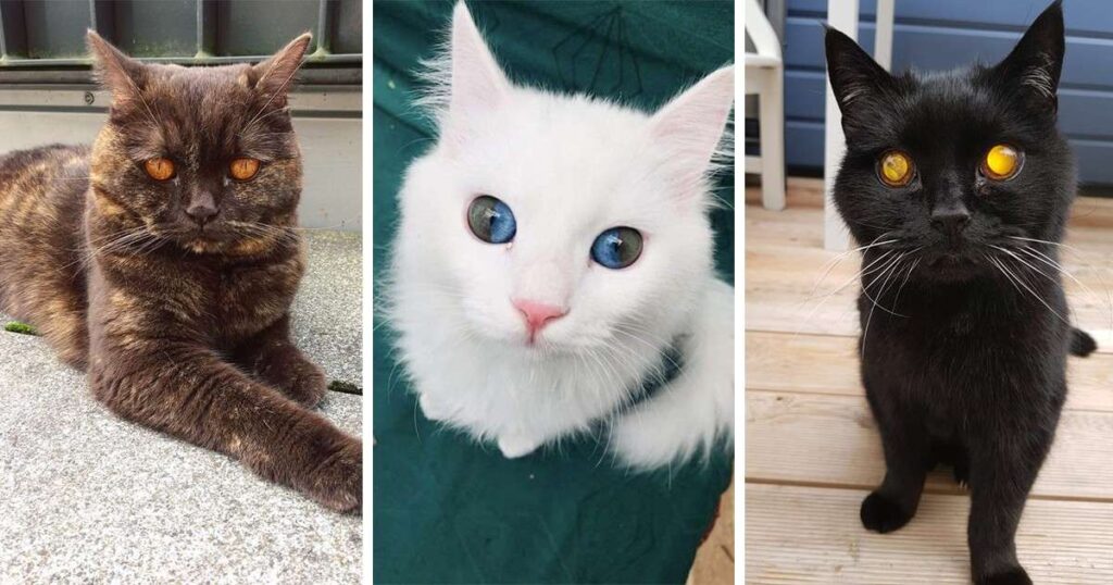 Rare Cat Eye Colors