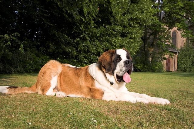 Saint Bernard Dog Costs