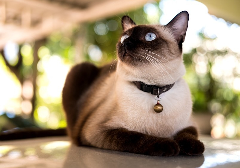 Seal Point Cats