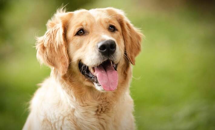 Smartest Dog Breeds