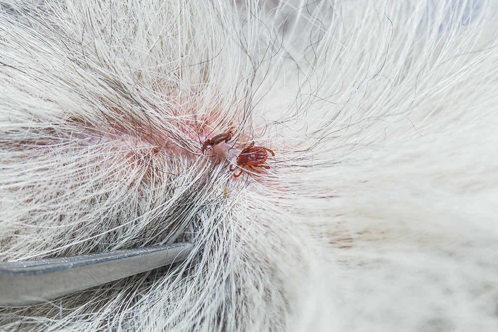 Spot Ticks and Fleas on Dogs