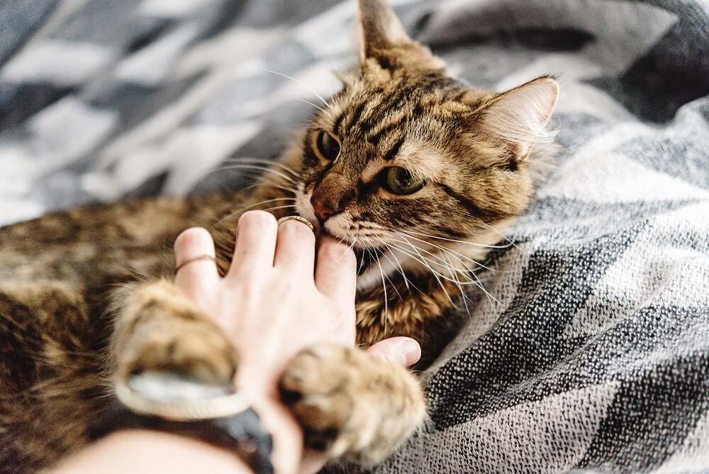 Stopping Cat Biting