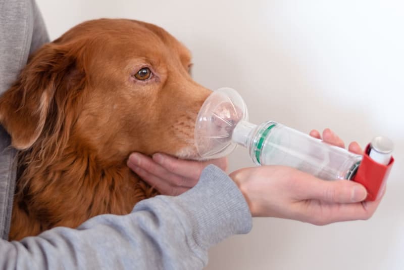 Subtle Signs of Asthma in Dogs