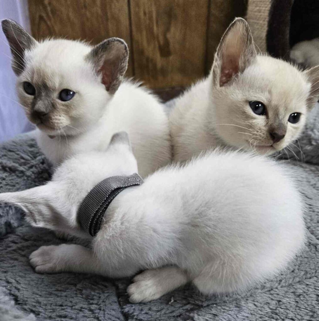 Tonkinese and Siamese