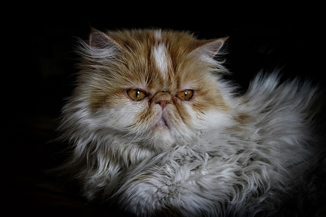 Tortoiseshell Persian Cat