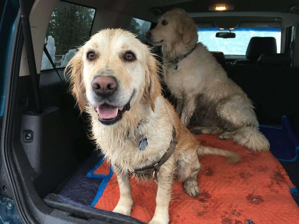What Dogs Pick Up From Edibles