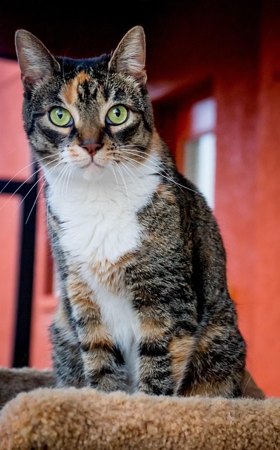 Why Dilute Calico Cats