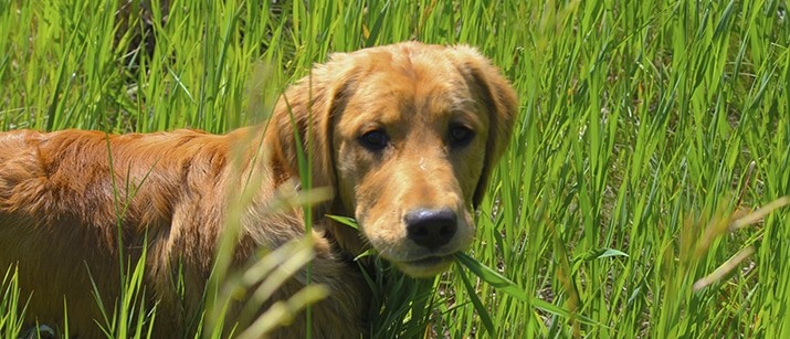 Why Dogs Eat Grass