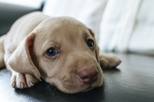 Why Dogs Lean on You