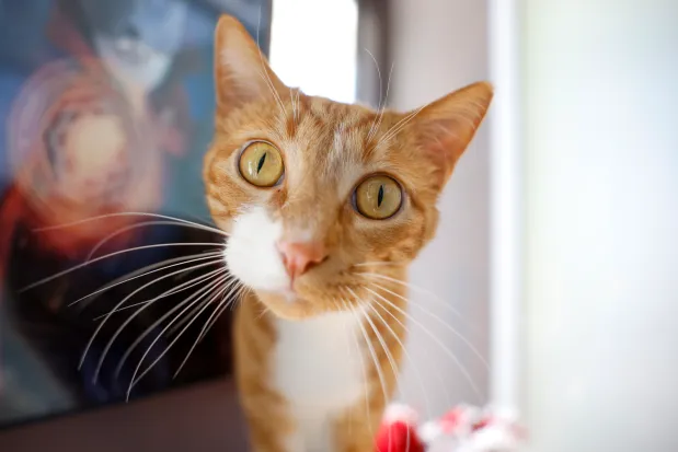 Why Female Orange Cats Stand